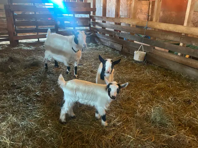 Nigerian Dwarf Doelings