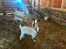 Nigerian Dwarf Doelings