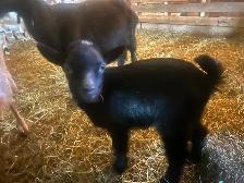 Nigerian Dwarf Doelings - Photo 2