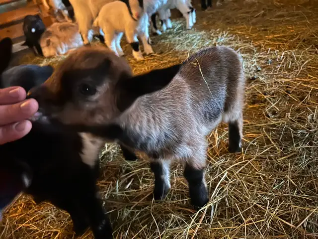 Nigerian Nubian Doeling
