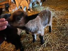 Nigerian Nubian Doeling