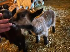 Nigerian Nubian Doeling - Photo 2