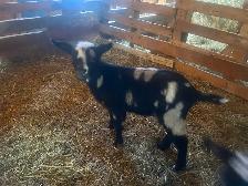 Nigerian Nubian Buckling