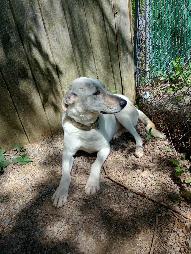 Rescue dogs for adoption