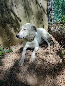 Rescue dogs for adoption - Photo 2