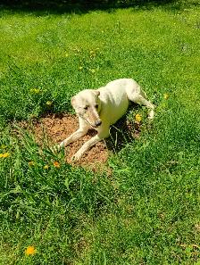 Rescue dogs for adoption - Photo 3