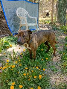 Rescue dogs for adoption - Photo 4
