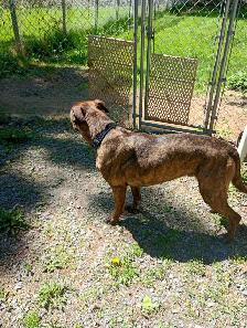 Rescue dogs for adoption - Photo 5