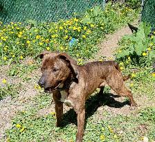 Rescue dogs for adoption - Photo 6