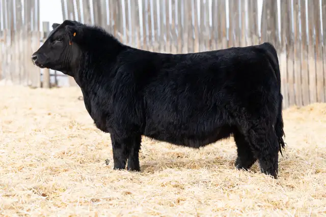 Simmental Bulls for Sale