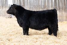 Simmental Bulls for Sale