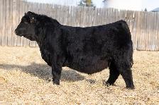 Simmental Bulls for Sale - Photo 2