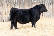 Simmental Bulls for Sale - Photo 3