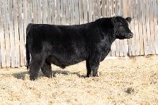 Simmental Bulls for Sale - Photo 4