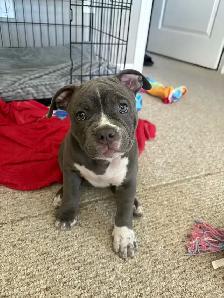 American Pocket Bully (ABKC)