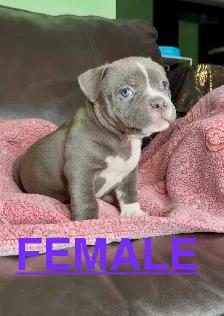 American Pocket Bully (ABKC) - Photo 2