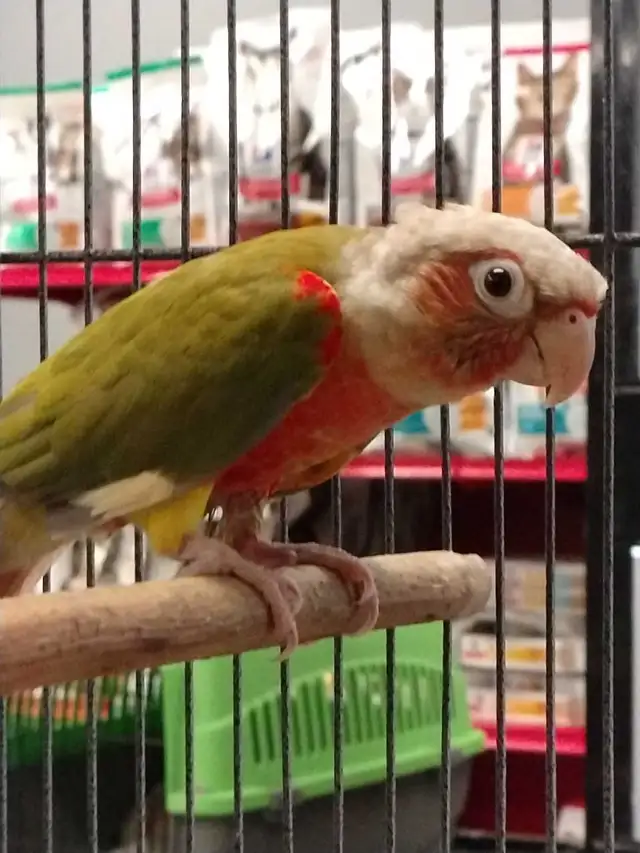 Red Factor pineapple conure