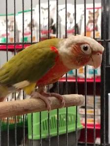 Red Factor pineapple conure