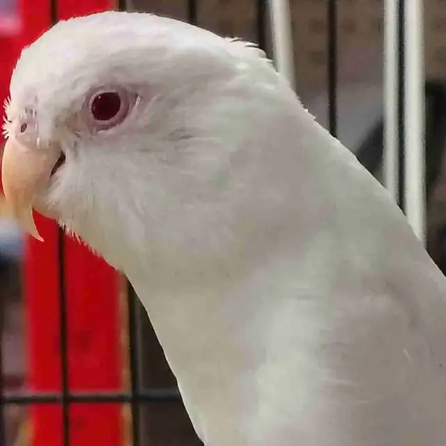 albino parrotlet