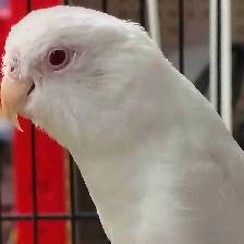 albino parrotlet