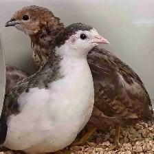 button quail