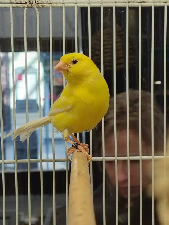male canaries