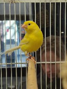 male canaries