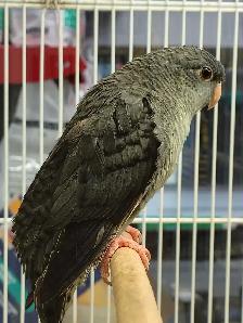 lineolated parakeet - Photo 3