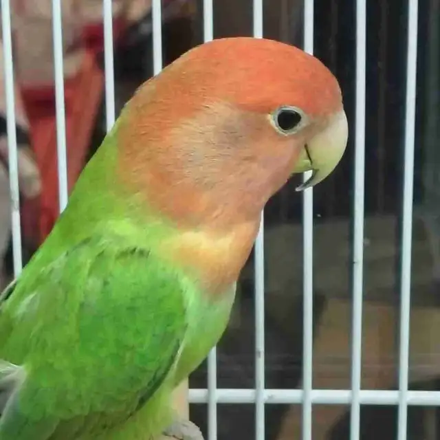 lovebird