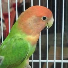 lovebird