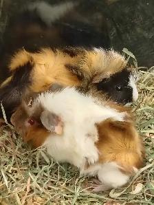 baby guinea pigs - Photo 2