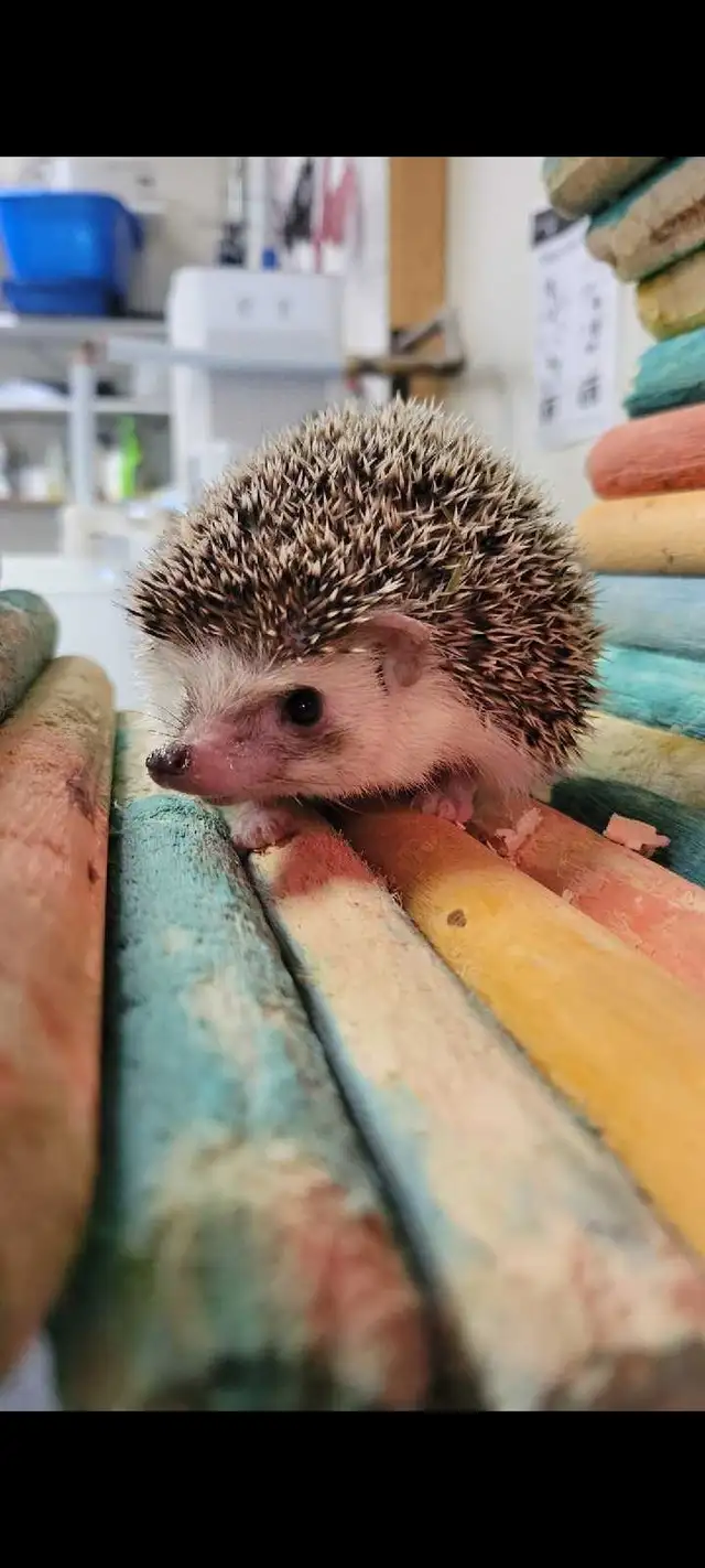 baby hedgehogs