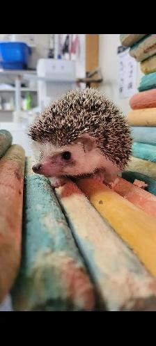 baby hedgehogs