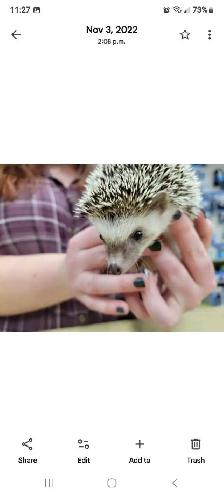 baby hedgehogs - Photo 2