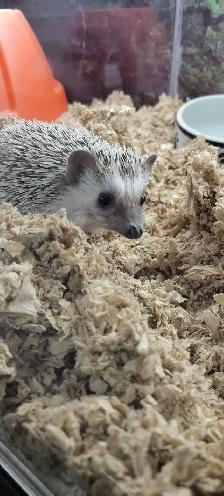 baby hedgehogs - Photo 3