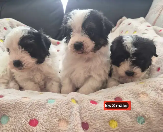 Beaux morkies 2 fems 3males