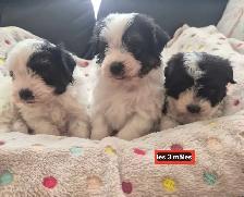 Beaux morkies 2 fems 3males