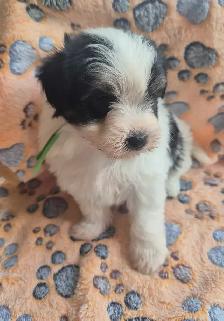 Beaux morkies 2 fems 3males - Photo 2