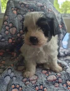 Beaux morkies 2 fems 3males - Photo 3