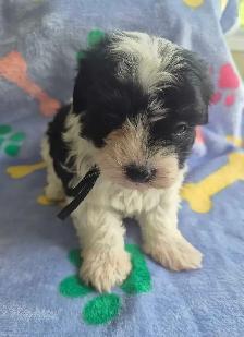 Beaux morkies 2 fems 3males - Photo 4