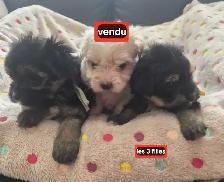 Beaux morkies 2 fems 3males - Photo 5