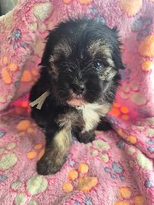 Beaux morkies 2 fems 3males - Photo 6