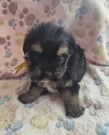 Beaux morkies 2 fems 3males - Photo 7
