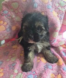 Beaux morkies 2 fems 3males - Photo 8
