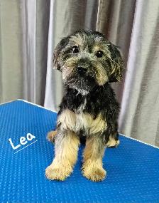 Beaux morkies 2 fems 3males - Photo 9