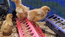 13 - Bowan brown chicks