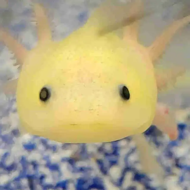baby axolotl