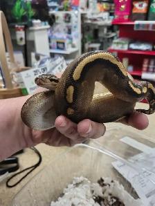 ball python