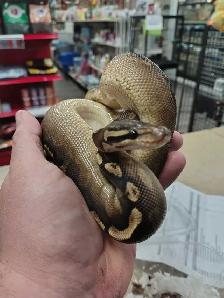 ball python - Photo 2