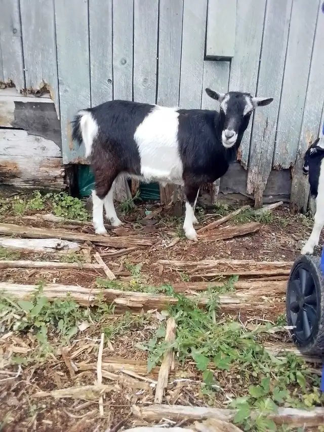 Polled Mix Breed Female Goat for Sale